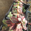 Echeveria nodulosa cv Painted Beauty