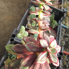 Echeveria nodulosa cv Painted Beauty