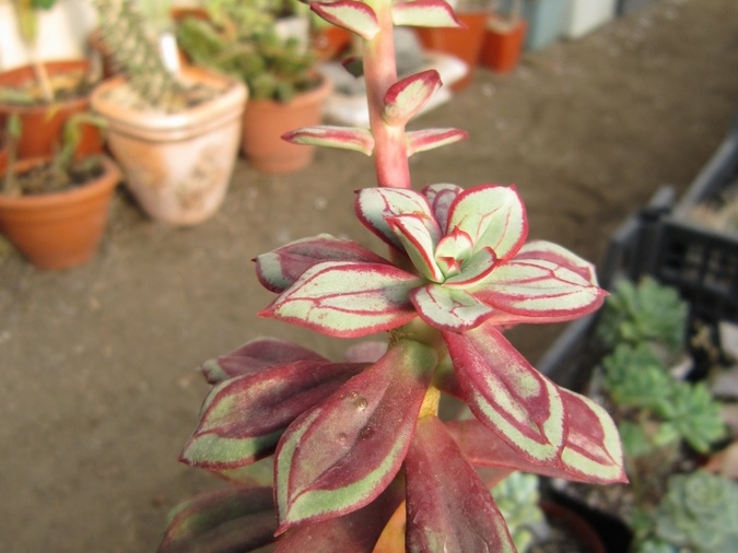 Echeveria nodulosa cv Painted Beauty 001