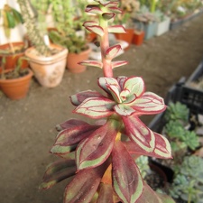 Echeveria nodulosa cv Painted Beauty 001