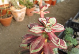 Echeveria nodulosa cv Painted Beauty 001