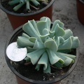 Echeveria runyonii  cv Topsy Turvy
