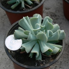 Echeveria runyonii  cv Topsy Turvy