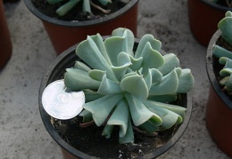 Echeveria runyonii  cv Topsy Turvy