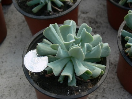 Echeveria runyonii  cv Topsy Turvy