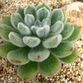 Echeveria setosa