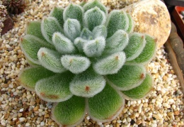 Echeveria setosa