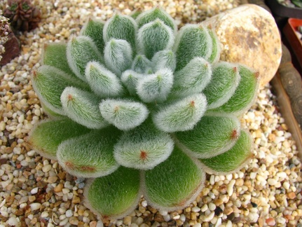 Echeveria setosa