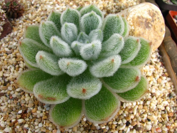 Echeveria setosa