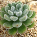 Echeveria_setosa.jpg