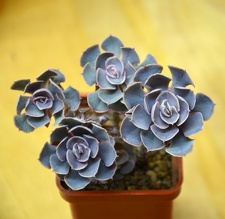 Echeveria shaviana