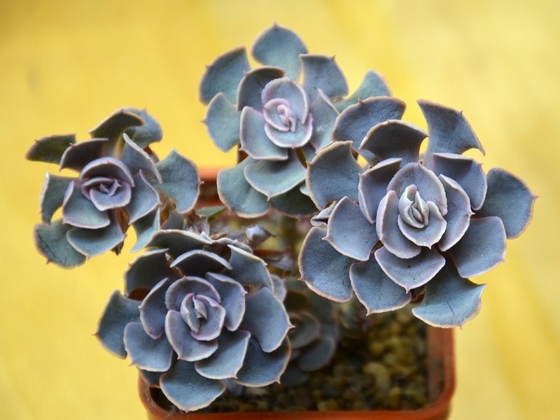 Echeveria shaviana