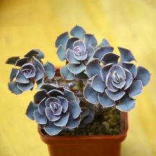 Echeveria shaviana
