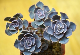 Echeveria shaviana