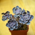 Echeveria_shaviana.JPG