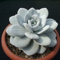 Echiveria laui