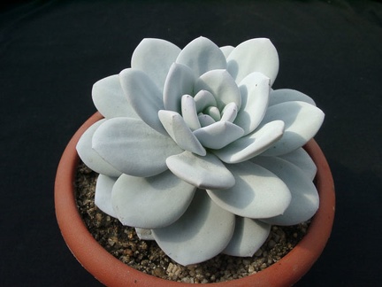 Echiveria laui