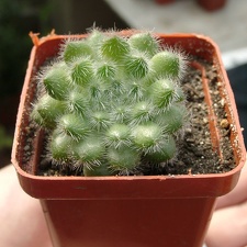 Echiveria setoza