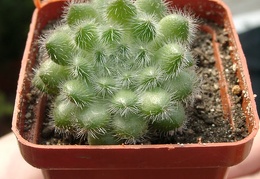 Echeveria