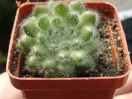 Echiveria setoza
