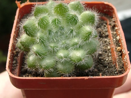 Echiveria setoza