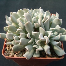 Echiveria tompsi-tarbi