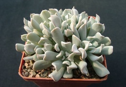 Echiveria tompsi-tarbi