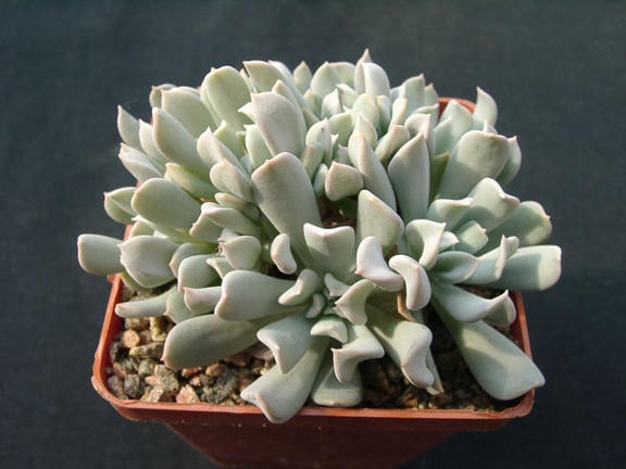 Echiveria tompsi-tarbi