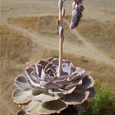 Ph Echeveria shaviana1 Necro