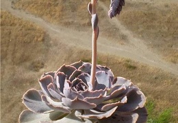 Ph Echeveria shaviana1 Necro