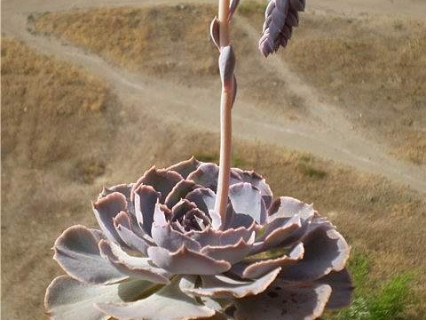 Ph Echeveria shaviana1 Necro