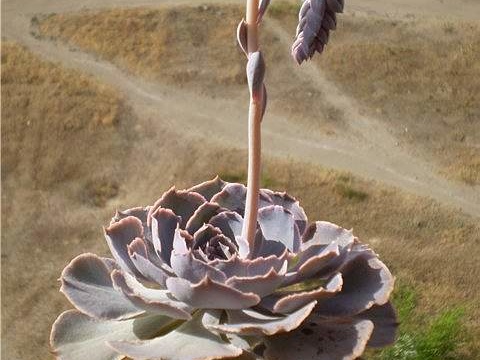 Ph Echeveria shaviana1 Necro