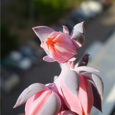 Ph Echeveria shaviana Necro