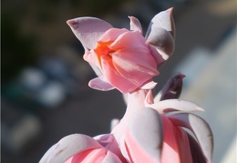 Ph Echeveria shaviana Necro