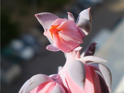 Ph Echeveria shaviana Necro