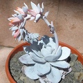 echeveria laui Ru FG