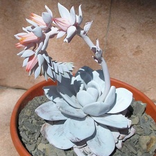 echeveria laui Ru FG