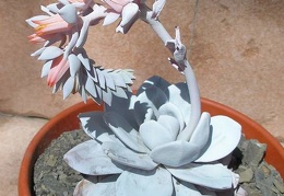 echeveria laui Ru FG