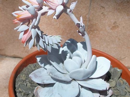 echeveria laui Ru FG