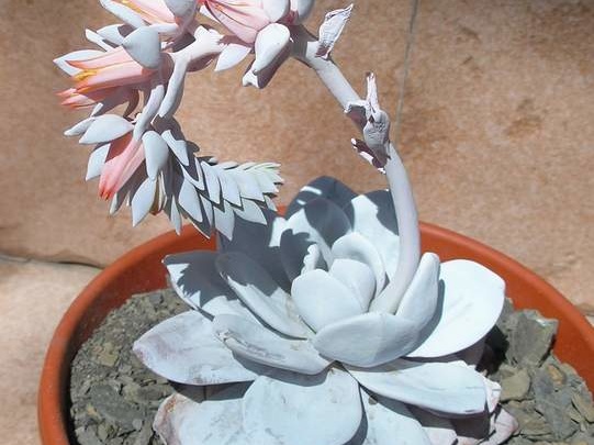 echeveria laui Ru FG