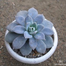 Echeveria cv   Valentina    carnicolor X laui 