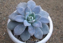 Echeveria cv   Valentina    carnicolor X laui 