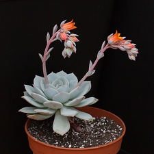 Echeveria derenbergii x laui