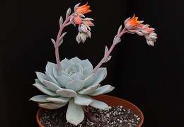 Echeveria derenbergii x laui