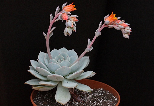 Echeveria derenbergii x laui