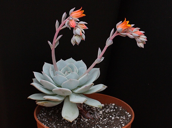 Echeveria derenbergii x laui