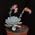 Echeveria_derenbergii_x_laui.JPG