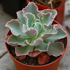 cheveria cv  frilly