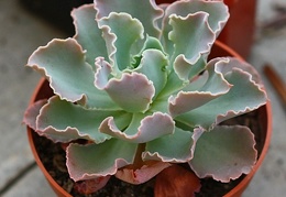 cheveria cv  frilly