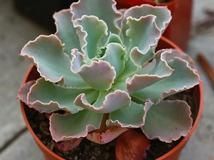 cheveria cv  frilly